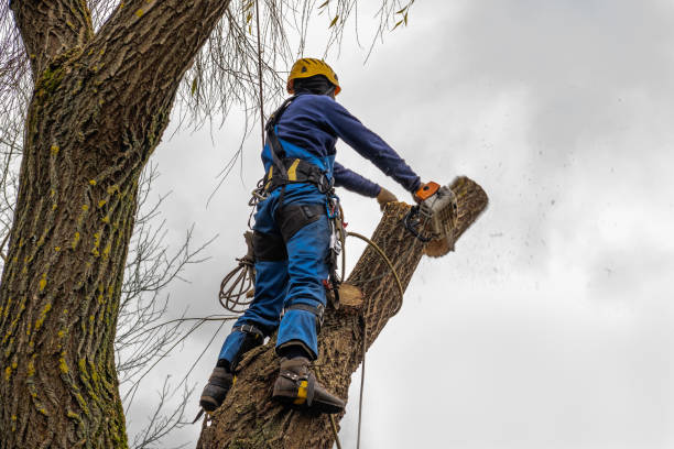 Best Tree Disease Treatment  in Carbondale, CO