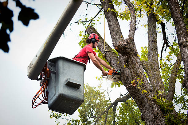 Carbondale, CO  Tree Services Company