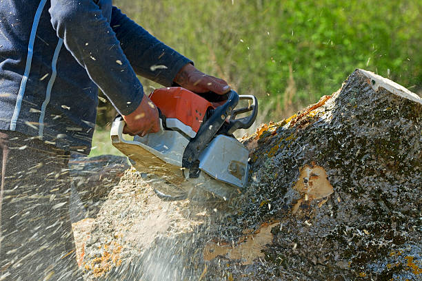 Why Choose Our Tree Removal Services in Carbondale, CO?